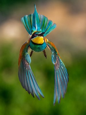 Eloy Sarrat Grasa (Spain) - Colors in flight
